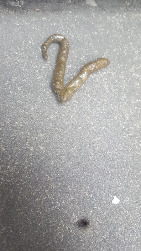 小狗的屎怎么样的
