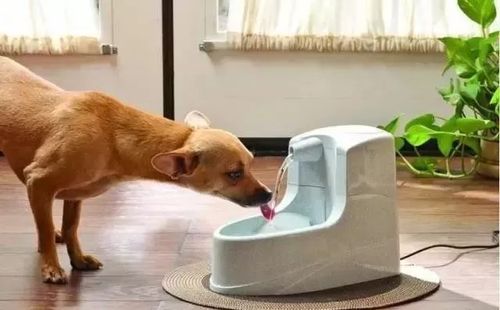 狗狗有些脱水怎么办