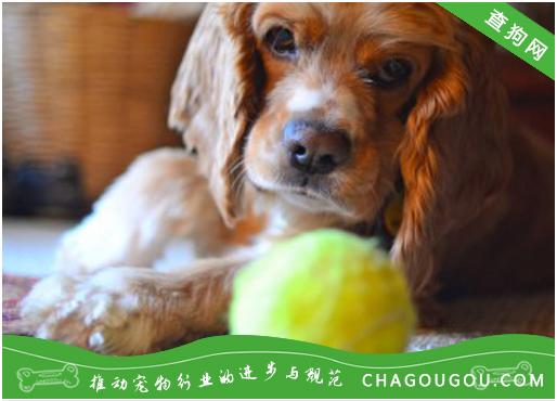 幼犬可卡吃什么