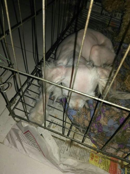 小狗吐血啊怎么办