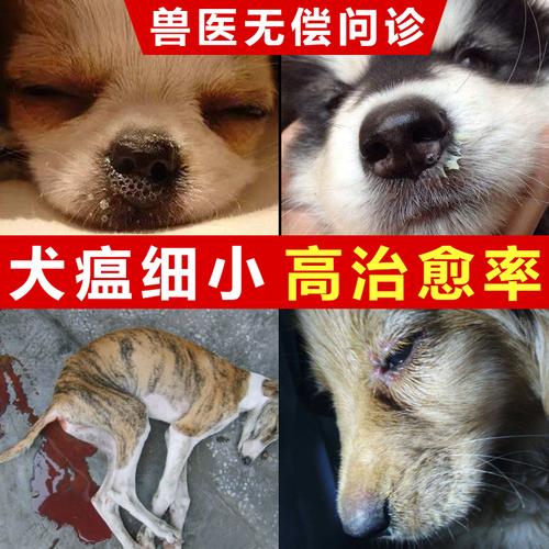 幼犬感染犬瘟怎么办