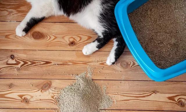 猫咪最近怎么老是乱尿
