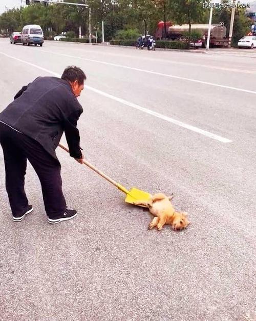 撞了狗狗跑了怎么办