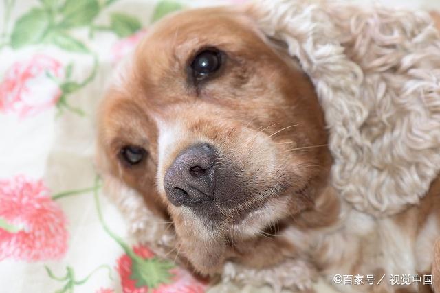 狗狗流鼻血有什么办法