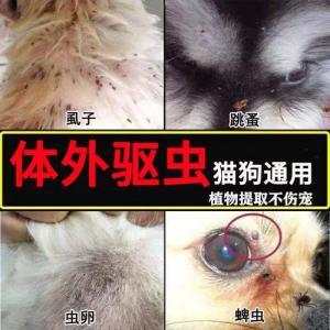 怎么去除狗狗身上的跳蚤