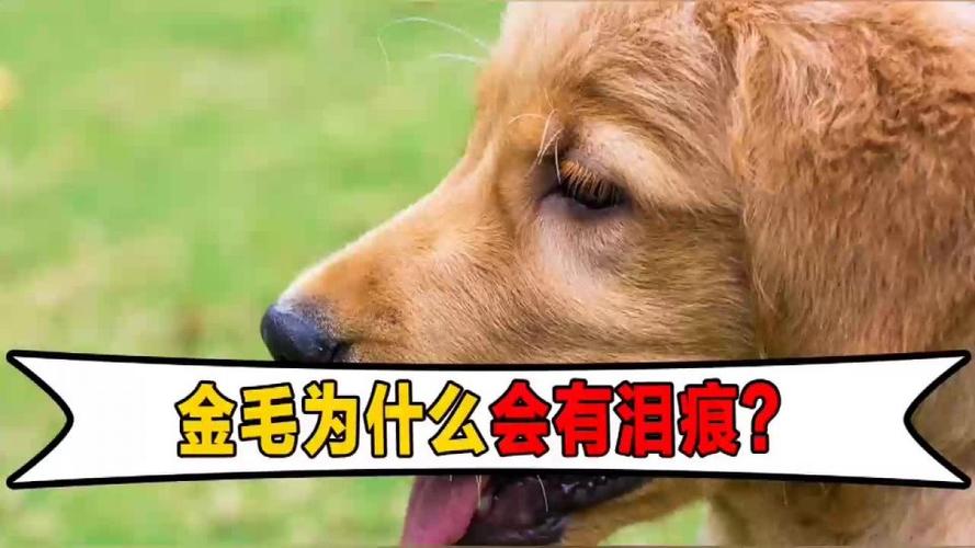 金毛狗狗怎么去泪痕