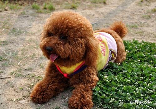 幼犬泰迪拉稀吃什么