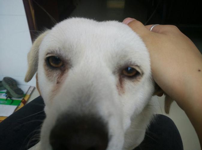 狗狗抓眼睛是怎么回事