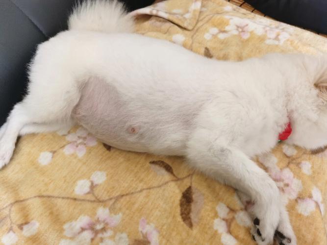 博美怀孕有什么症状