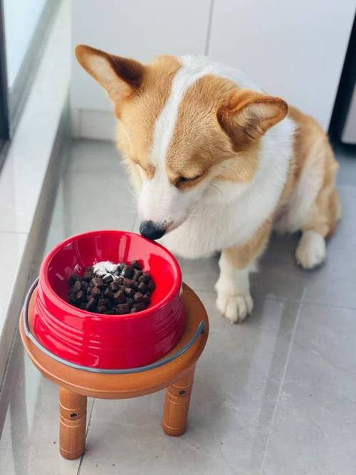 除了狗粮什么都吃