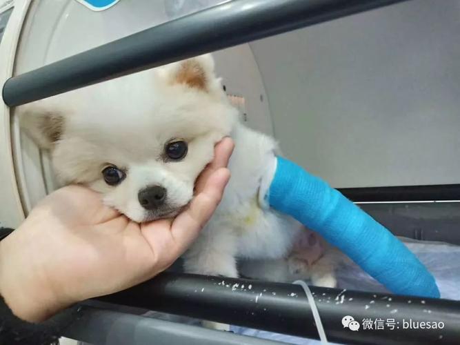 如果狗狗骨折了怎么办