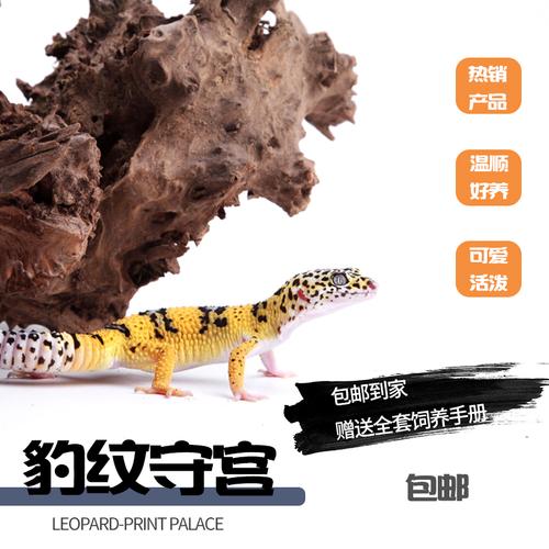 宠物爬虫什么最便宜