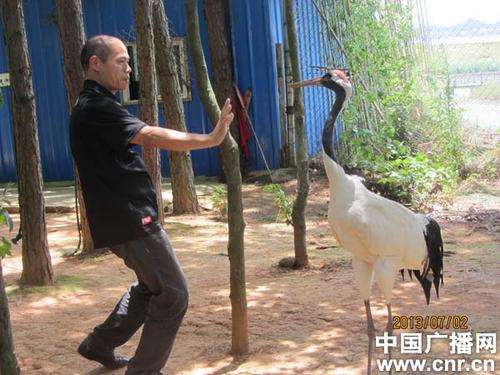 如何正确地养鹤