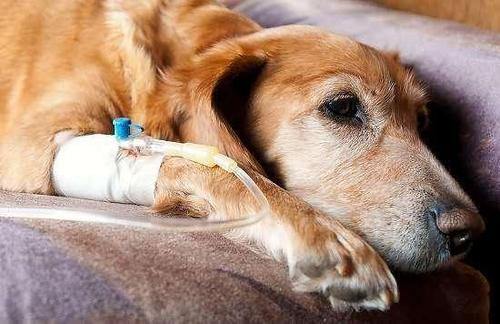 狗狗的胃病怎么治疗方法