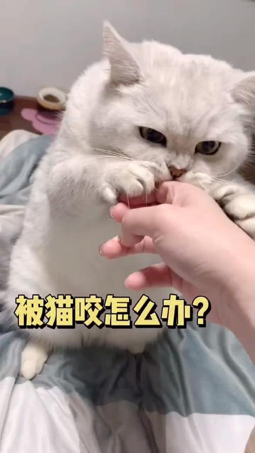 人被猫咪咬了怎么办