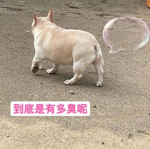 狗狗为什么一直放屁