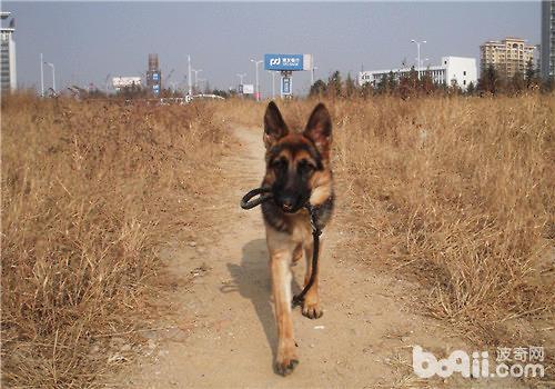德牧幼犬骨病怎么治