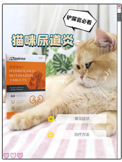 猫咪泌尿病什么症状