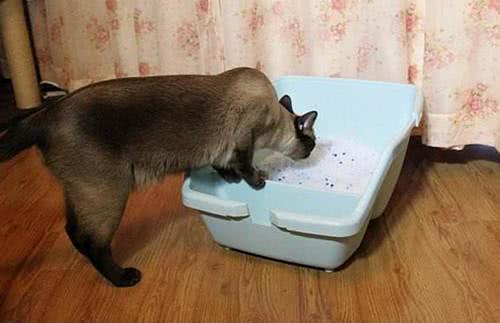猫咪晚上拉屎怎么办