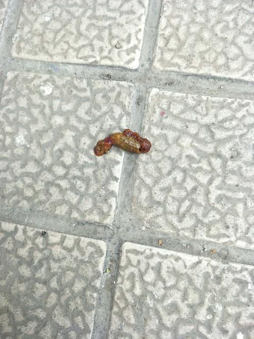 狗狗大便是灰色的怎么回事