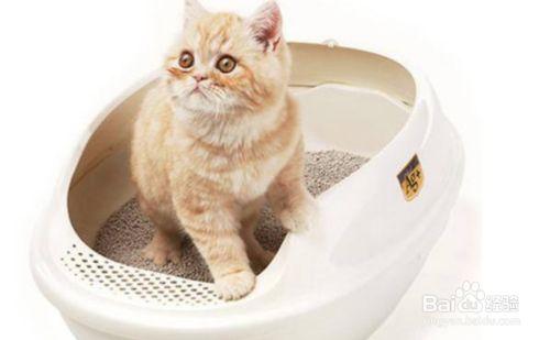 怎么让猫咪拉屎