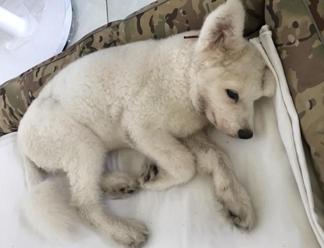 为什么幼犬喜欢趴