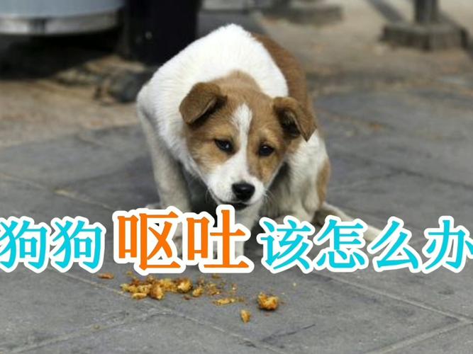 小狗一直吐怎么处理