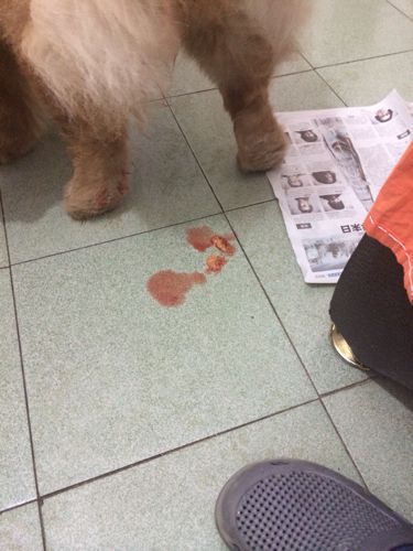 狗狗拉出血丝怎么回事