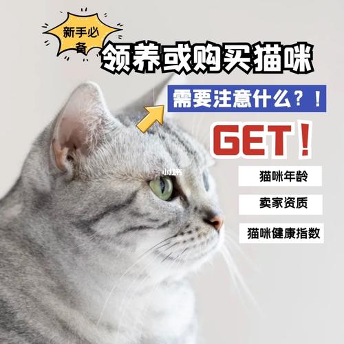 购买猫咪需要注意什么
