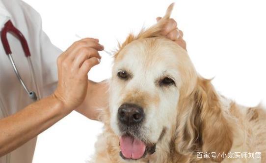 狗狗老抓痒是怎么回事