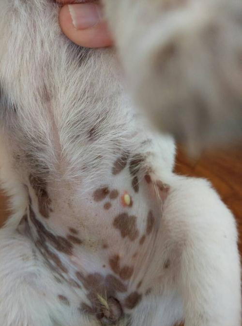 狗狗肚子里扁的虫子是什么