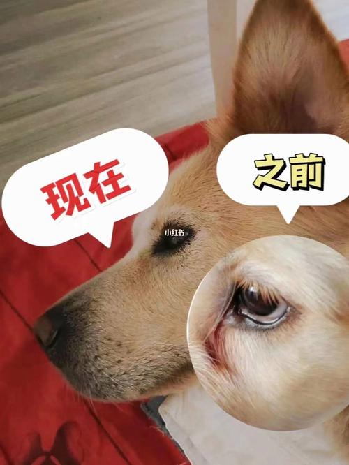 狗狗泪痕为什么会很严重