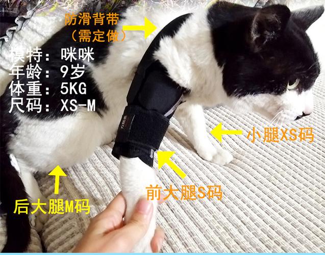 狗狗变形腿怎么能固定