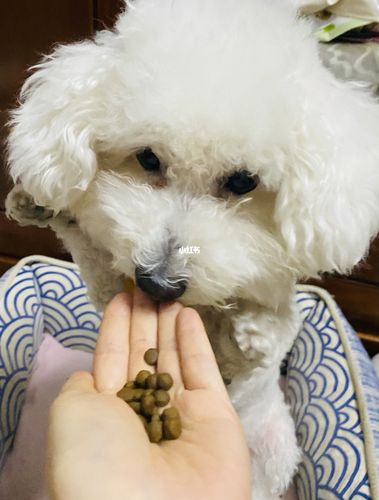 比熊有皮肤病吃什么狗粮好