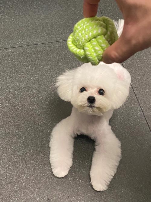 怎么帮比熊剪发