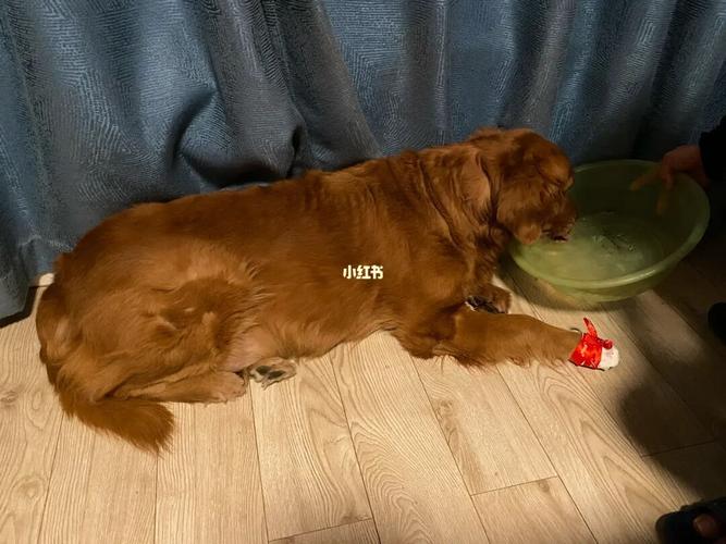 狗狗摔着了吃什么