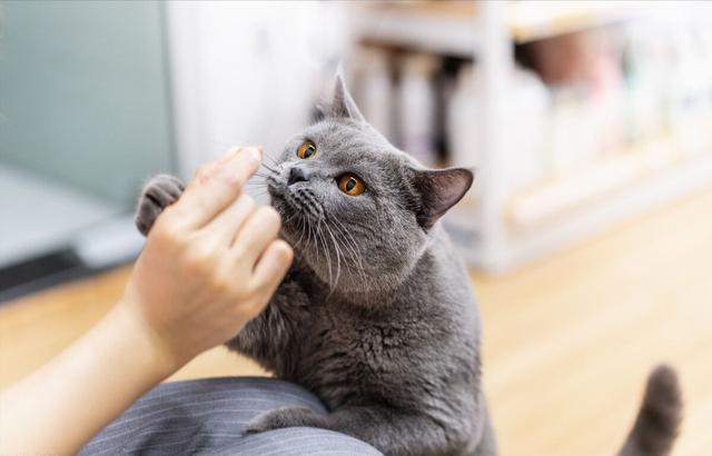 怎样养好宠物猫