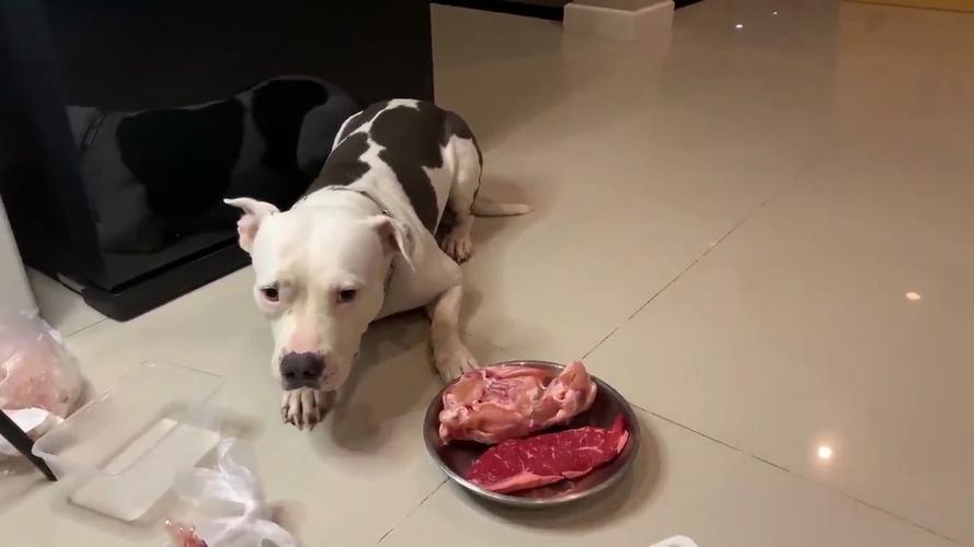 小狗喜欢吃生肉怎么办