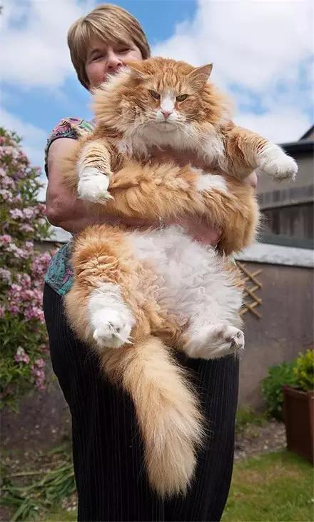 最大的宠物猫是什么意思