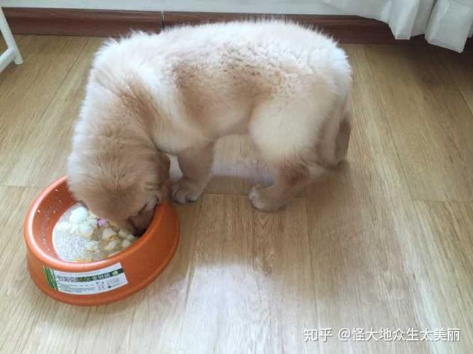 两个月金毛怎么喂鸡蛋