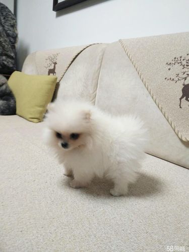 三个月大小博美怎么喂食