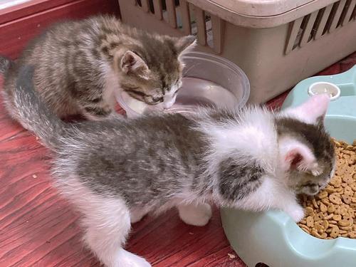 什么时候可以接受新猫咪