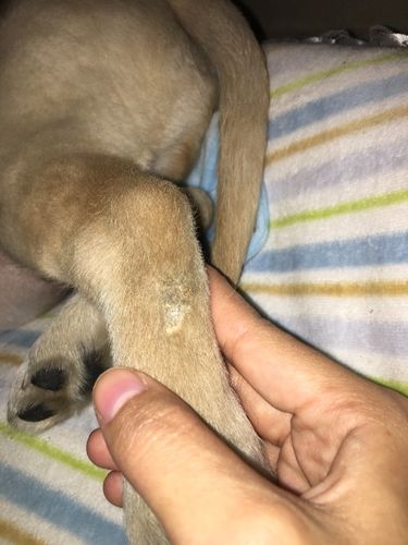 狗狗水秀是什么