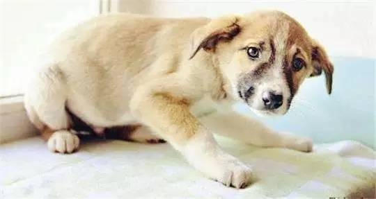 狗狗为什么会血钾高
