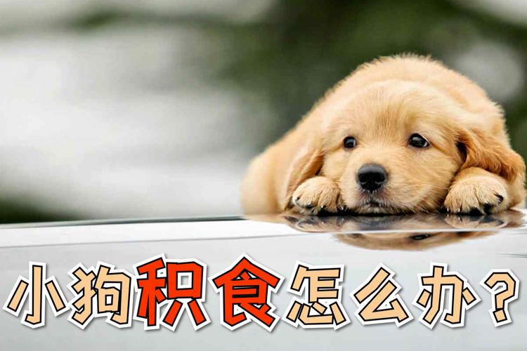 幼犬吃涨了怎么消食