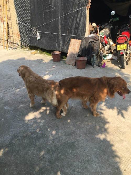 金毛公犬什么时候配种