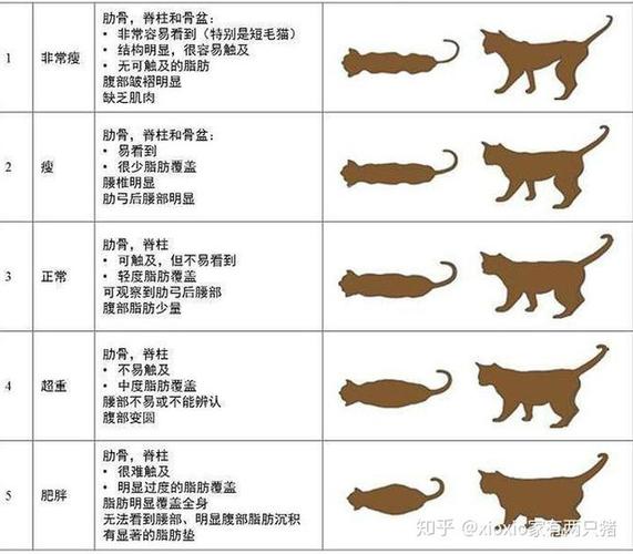 猫咪减肥吃什么肉