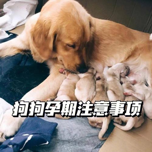 狗狗怀孕吃什么药打掉