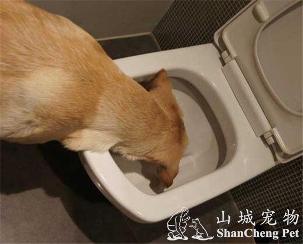 狗狗拉屎后怎么弄