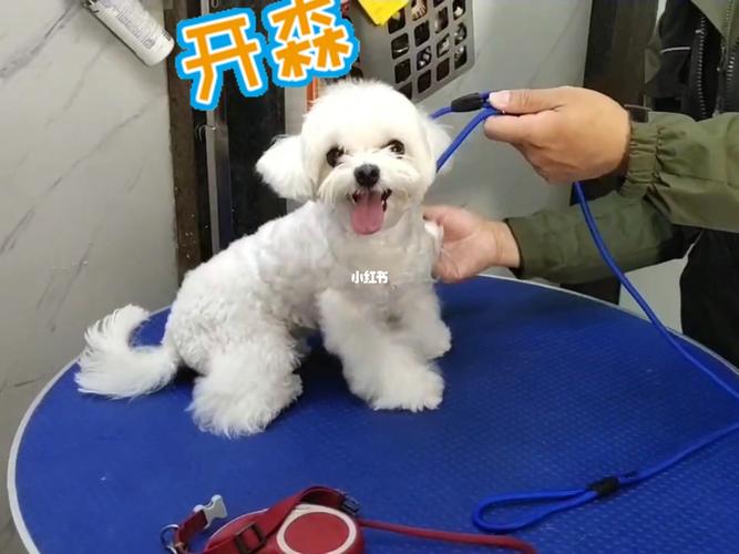 怎样打理宠物